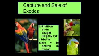 Capture and Sale of
Exotics
2.5 million
birds
caught
illegally / yr
1 bird in
store = 10
deaths in
transit
 