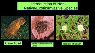 Introduction of Non-
Native/Exotic/Invasive Species
Cane Toad Zebra Mussels in Great
Lakes
Iceplant at Beach
 