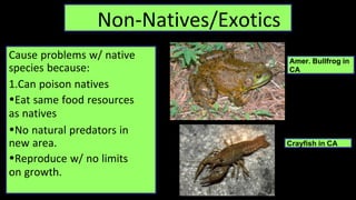 Non-Natives/Exotics
Cause problems w/ native
species because:
1.Can poison natives
•Eat same food resources
as natives
•No natural predators in
new area.
•Reproduce w/ no limits
on growth.
Amer. Bullfrog in
CA
Crayfish in CA
 