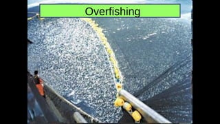 Overfishing
 