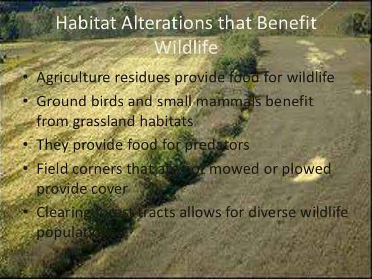 Human impact on wildlife habitat