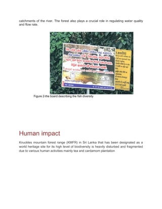 catchments of the river. The forest also plays a crucial role in regulating water quality
and flow rate.
Figure 2-the board describing the fish diversity
Human impact
Knuckles mountain forest range (KMFR) in Sri Lanka that has been designated as a
world heritage site for its high level of biodiversity is heavily disturbed and fragmented
due to various human activities mainly tea and cardamom plantation
 