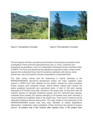 Figure 3- Tea plantation in knuckles Figure 4- Pinus plantation in knuckles
The bird species richness, abundance and similarity of bird species composition were
investigated in three prominent agricultural land-uses i.e. Pinus, cardamom and
abandoned tea plantations, and in an undisturbed sub-Montana forest in Northern Flank
of KMFR. The Pinus and abandoned tea plantations supported a fewer number of bird
species than undisturbed forest. But the cardamom plantation with diverse, native
shade trees, had a bird species richness comparable to undisturbed forest
The other human activity that the biodiversity is heavily disturbed is the
MORAGAHAKANDA agricultural development project. Six major vegetation types
present in KMFR have been affected by this project; tropical dry mixed evergreen
forests, tropical moist evergreen forests, riverine forests, tropical thorn forests, dry
patina grassland (savannah) and agricultural lands. A total of 456 plant species
belonging to 93 families have been recorded in the project area. Among them were 29
endemic species.14 nationally threatened species and 247 medicinal plant species.
vertebrate fauna totaling 272 species belonging to 84 families have been recorded in
various habitat and vegetation types in the project area. There were 47 endemic and 42
nationally threatened species among them. The major threats to the biodiversity of the
MORAGAHAKANDA project area have been identified as habitat degradation,
deterioration, modification, direct exploitation of flora and fauna and spread of invasive
species. At present only a few invasive alien species occur in the project area.
 