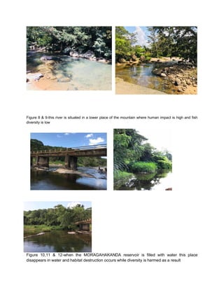 Figure 8 & 9-this river is situated in a lower place of the mountain where human impact is high and fish
diversity is low
Figure 10,11 & 12-when the MORAGAHAKANDA reservoir is filled with water this place
disappears in water and habitat destruction occurs while diversity is harmed as a result
 