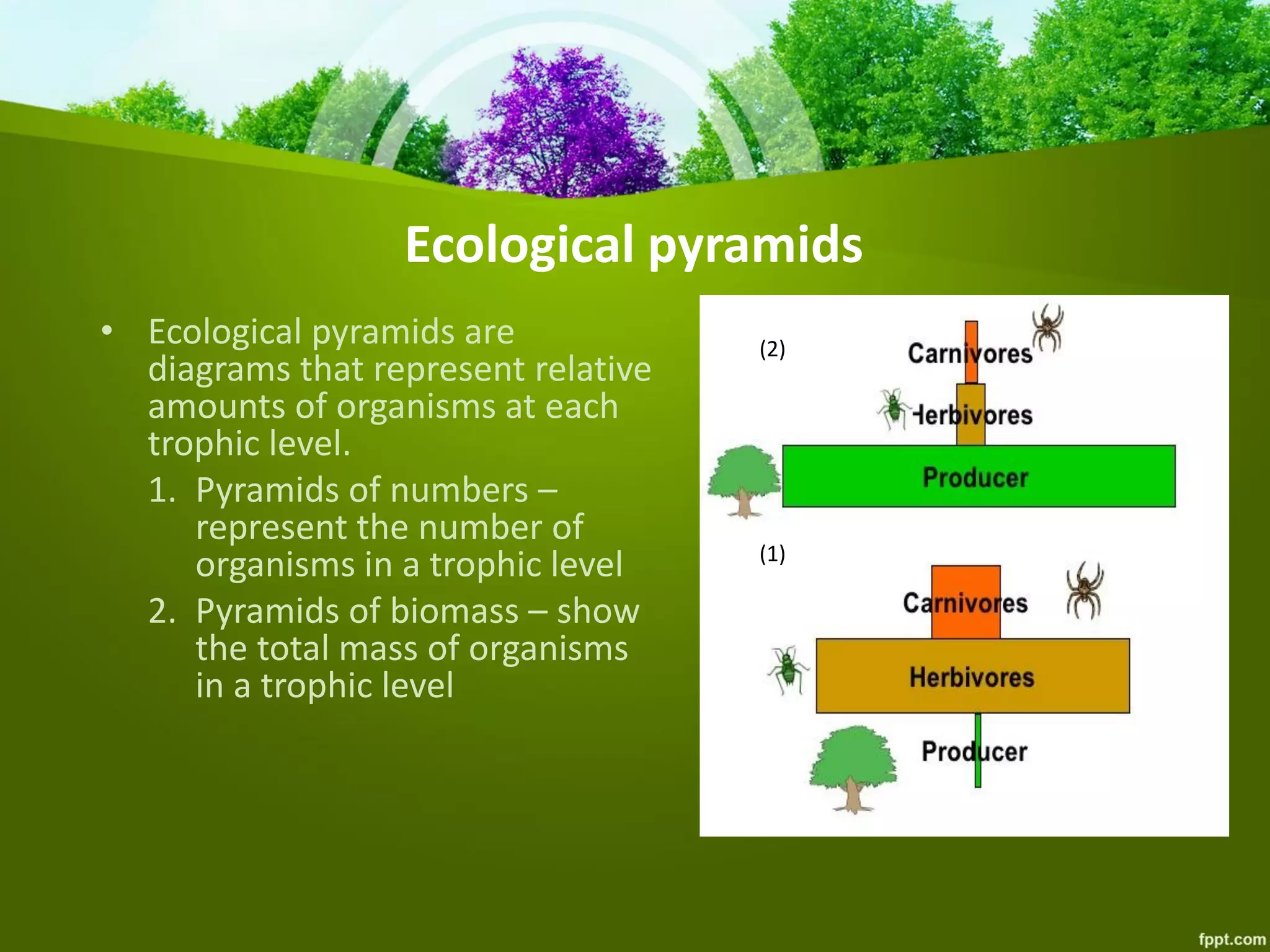 Ecological pyramids
• Ecological pyramids are
diagrams that represent relative
amounts of organisms at each
trophic level.
1. Pyramids of numbers –
represent the number of
organisms in a trophic level
2. Pyramids of biomass – show
the total mass of organisms
in a trophic level
(1)
(2)
 