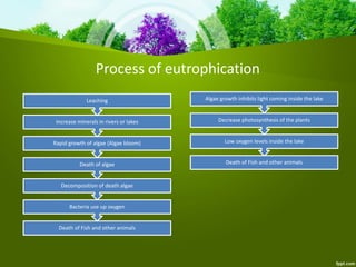 Process of eutrophication
Death of Fish and other animals
Bacteria use up oxygen
Decomposition of death algae
Death of algae
Rapid growth of algae (Algae bloom)
Increase minerals in rivers or lakes
Leaching
Low oxygen levels inside the lake
Decrease photosynthesis of the plants
Algae growth inhibits light coming inside the lake
Death of Fish and other animals
 