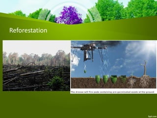 Reforestation
 