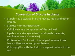 Conversion of Glucose in plants
• Starch – as a storage in plant leaves, roots and other
organs.
• Sucrose – for transportation.
• Cellulose – as a component of the cell wall.
• Lipids – as a storage in fruits and seeds (peanuts,
sunflower seeds and olives)
• Proteins and DNA – with the help of mineral irons
from soil (nitrates and phosphates)
• Chlorophyll – with the help of magnesium ions in the
soil.
 