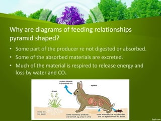 Why are diagrams of feeding relationships
pyramid shaped?
• Some part of the producer re not digested or absorbed.
• Some of the absorbed materials are excreted.
• Much of the material is respired to release energy and
loss by water and CO2.
 