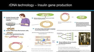 rDNA technology – Insulin gene production
 