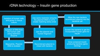 rDNA technology – Insulin gene production
Isolation of human cells
and grown in tissue
culture
Isolation of DNA from
the human cells
using restriction
enzyme
Meanwhile, Plasmid
DNA is isolated
Recombinant plasmid is
mixed with bacteria
Join the plasmid and
human fragment
Use same restriction enzyme
the plasmid DNA is cut to
create matching sticky ends
Allow the new bacteria
recombinant plasmid into the
bacterial cell
Screen the bacteria to get the
incorporated human gene for
insulin
Grow screened insulin
producing bacteria (gene
cloning)
 