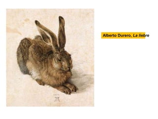 Alberto Durero, La liebre 
 