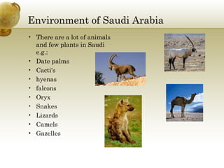 Environment of Saudi Arabia There are a lot of animals and few plants in Saudi e.g.:  Date palms Cacti's hyenas falcons  Oryx Snakes Lizards Camels  Gazelles  