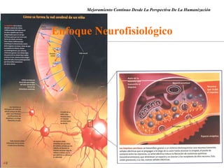 Enfoque Neurofisiológico Mejoramiento Continuo Desde La Perspectiva De La Humanización 