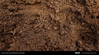 Slide by Michelle Pacansky-BrockPhoto Credit: ELVIS RIPLEY CC-BY-ND
 