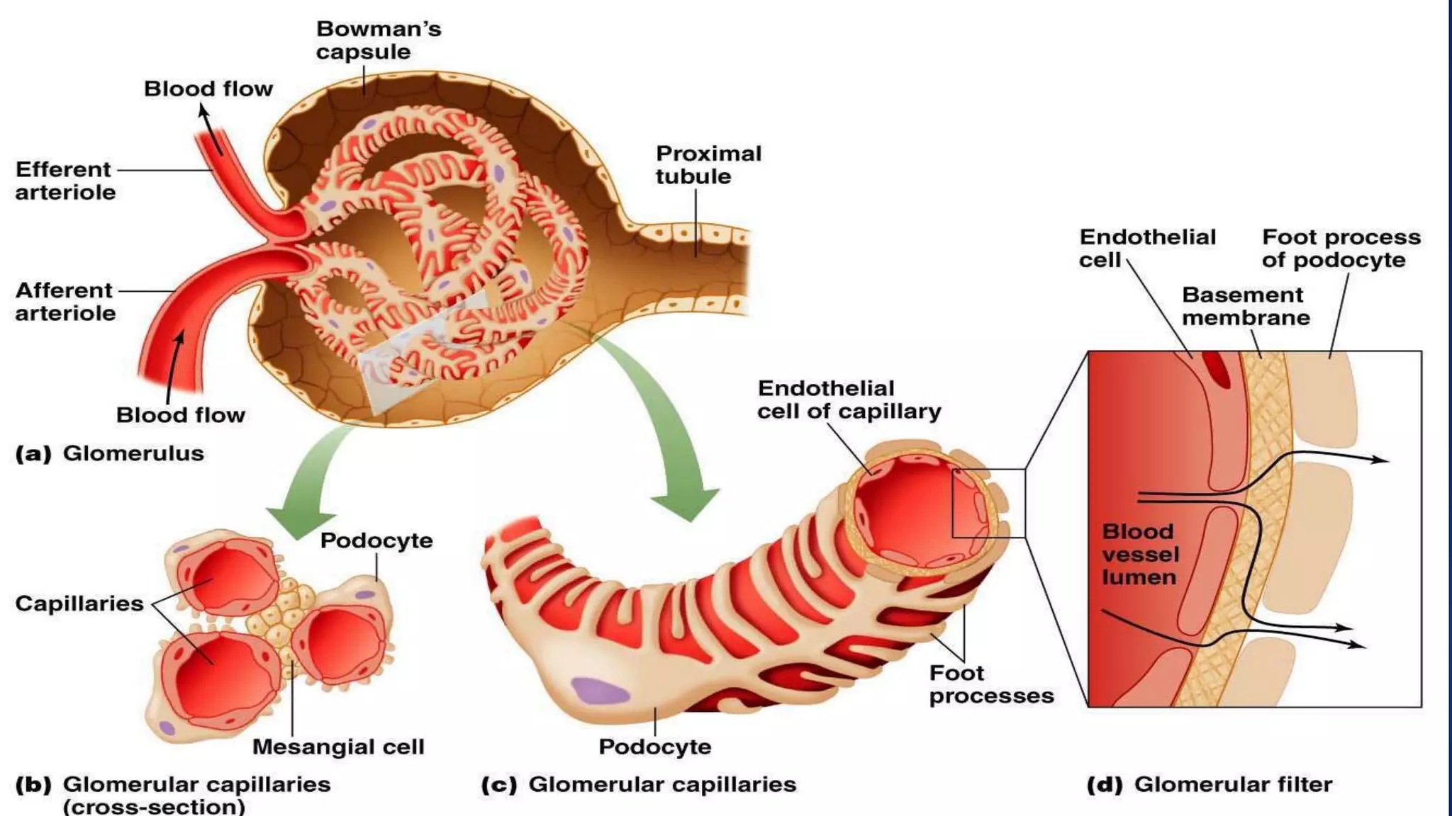 Human kidney,structure and functions of kidney | PPTX