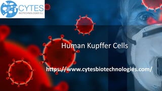 Human Kupffer Cells
https://www.cytesbiotechnologies.com/
 
