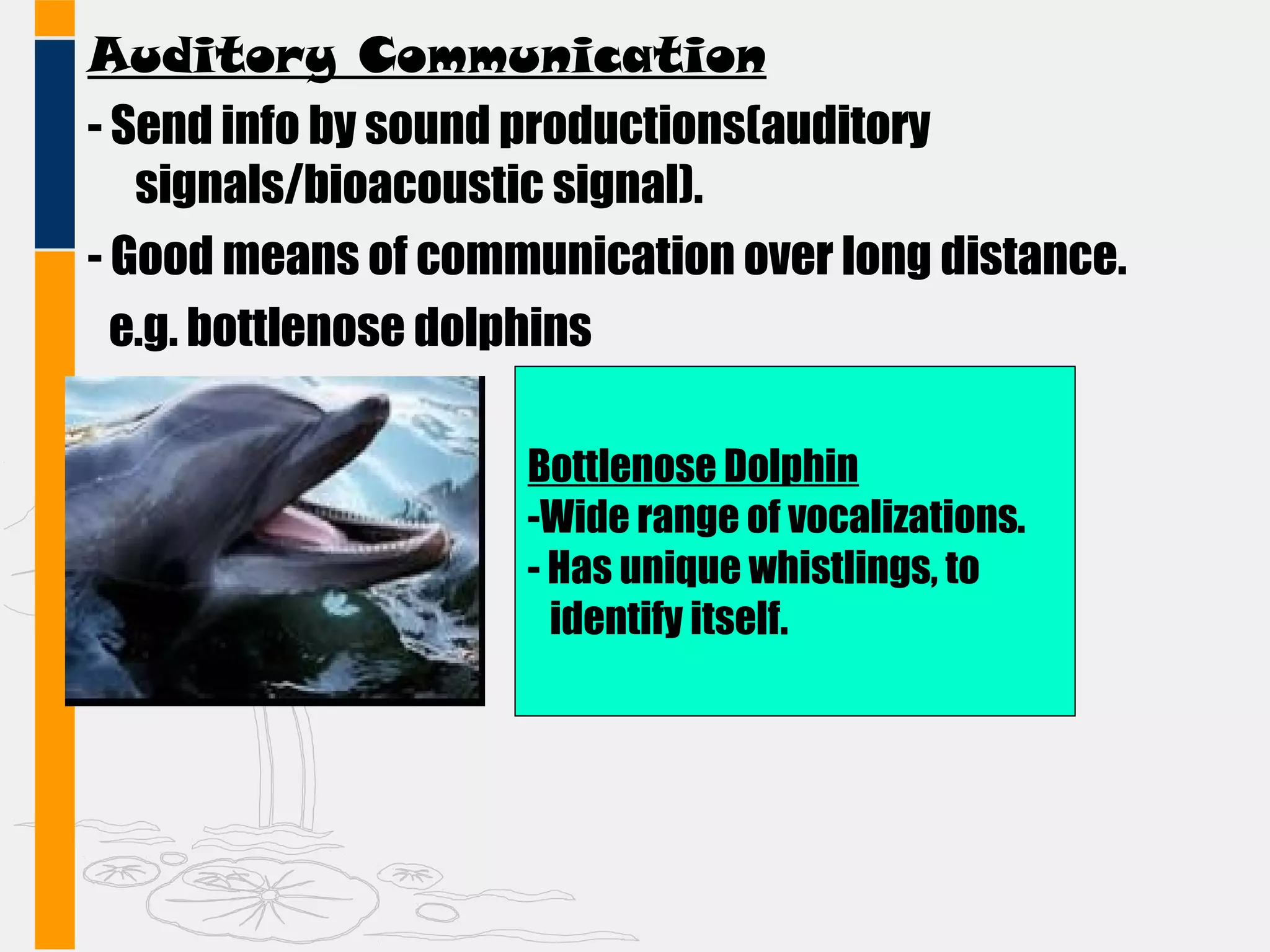 Auditory Communication
- Send info by sound productions(auditory
signals/bioacoustic signal).
- Good means of communication over long distance.
e.g. bottlenose dolphins
Bottlenose Dolphin
-Wide range of vocalizations.
- Has unique whistlings, to
identify itself.
 