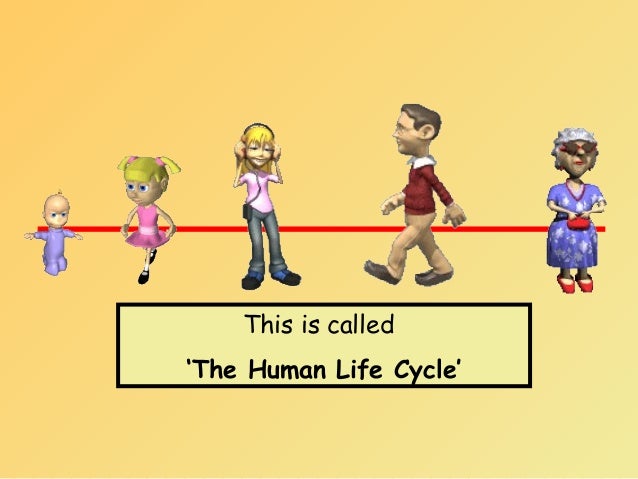 Pictures Of The Human Life Cycle 118