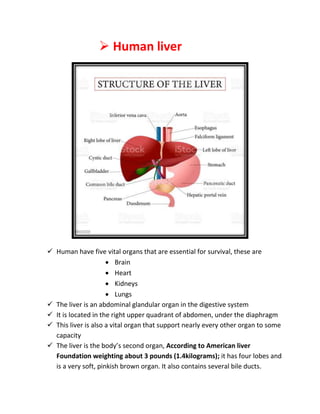  Human liver
 Human have five vital organs that are essential for survival, these are
 Brain
 Heart
 Kidneys
 Lungs
 The liver is an abdominal glandular organ in the digestive system
 It is located in the right upper quadrant of abdomen, under the diaphragm
 This liver is also a vital organ that support nearly every other organ to some
capacity
 The liver is the body’s second organ, According to American liver
Foundation weighting about 3 pounds (1.4kilograms); it has four lobes and
is a very soft, pinkish brown organ. It also contains several bile ducts.
 