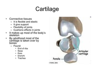 Cartilage Connective tissues It is flexible and elastic It give support Flexibility of joints Cushions effects in joints It makes up most of the body’s skeleton By adulthood most of the cartilage is taken over by bones Found: End of ribs Nose Ears bronchi Trachea