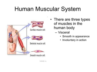 Human Muscular System There are three types of muscles in the human body Visceral Smooth in appearance Involuntary in action