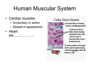 Human Muscular System Cardiac muscles Involuntary in action Striped in appearance Heart etc………………