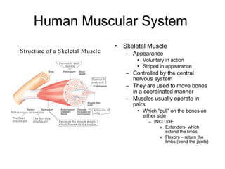 Human Muscular System Skeletal Muscle Appearance Voluntary in action Striped in appearance Controlled by the central nervous system They are used to move bones in a coordinated manner Muscles usually operate in pairs Which “pull” on the bones on either side INCLUDE Extenders- which extend the limbs Flexors – return the limbs (bend the joints)