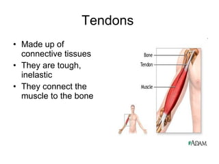 Tendons Made up of connective tissues They are tough, inelastic They connect the muscle to the bone