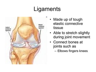 Ligaments Made up of tough elastic connective tissue Able to stretch slightly during joint movement Connect bones at joints such as Elbows fingers knees