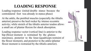 Define Contralateral Loading HUMAN LOCOMOTION AND THE GAIT CYCLE 1.pptx