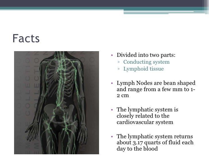 Human Lymphatic System