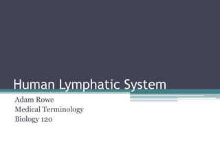 Human Lymphatic System Adam Rowe Medical Terminology Biology 120 