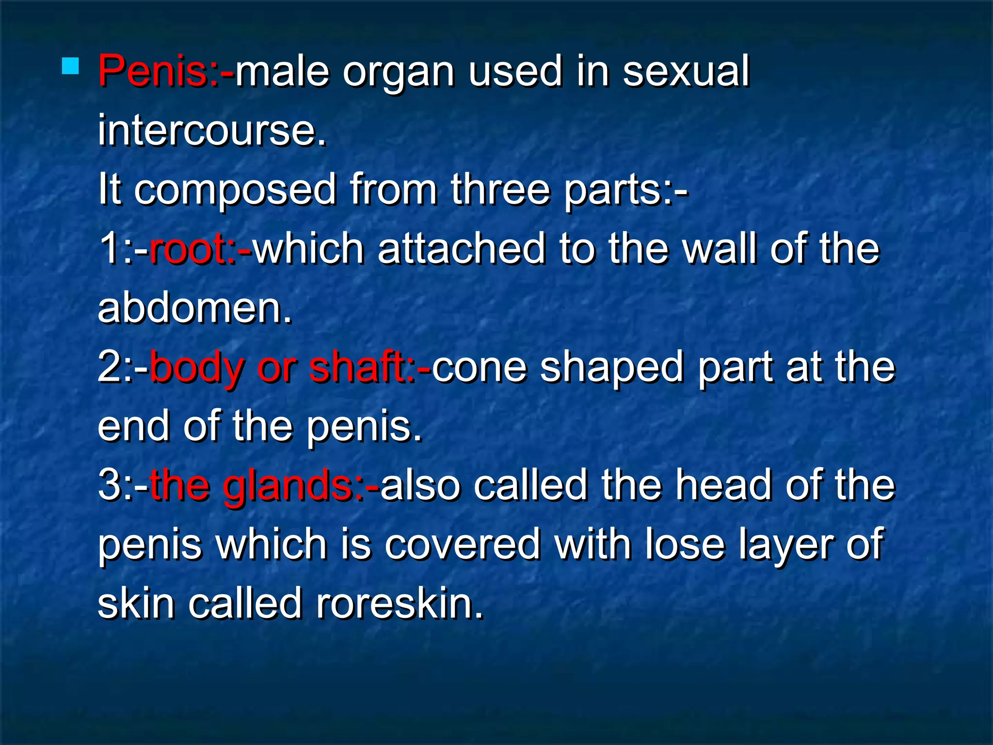 Human male reproductive system | PPT