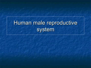 Human male reproductiveHuman male reproductive
systemsystem
 