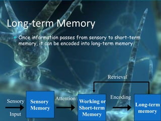 Long-term Memory
   Once information passes from sensory to short-term
    memory, it can be encoded into long-term memory




                                             Retrieval



                    Attention                 Encoding
Sensory   Sensory               Working or
                                                         Long-term
          Memory                Short-term
                                                          memory
 Input                           Memory
 