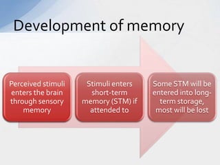 Stimuli Memory Human memory | PPTX