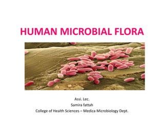 HUMAN MICROBIAL FLORA
Assi. Lec.
Samira fattah
College of Health Sciences – Medica Microbiology Dept.
 