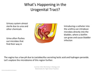What’s Happening in the
Urogenital Tract?
Summer 2012 Workshop in Biology and
Multimedia for High School Teachers
http://commons.wikimedia.org/wiki/File:Female_Genital_Organs.svg
Urinary system almost
sterile due to urea and
other chemicals
Urine often flushes
out microbes that
find their way in
Introducing a catheter into
the urethra can introduce
microbes directly into the
bladder, where a biofilm
can grow and cause bladder
infection
The vagina has a low pH due to Lactobacillus secreting lactic acid and hydrogen peroxide.
Let’s explore the microbiome of this region further.
 