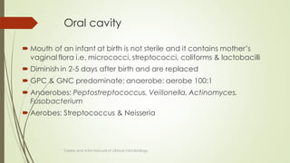 Oral cavity
 Mouth of an infant at birth is not sterile and it contains mother’s
vaginal flora i.e. micrococci, streptococci, coliforms & lactobacilli
 Diminish in 2-5 days after birth and are replaced
 GPC & GNC predominate; anaerobe: aerobe 100:1
 Anaerobes: Peptostreptococcus, Veillonella, Actinomyces,
Fusobacterium
 Aerobes: Streptococcus & Neisseria
Topley and ASM Manual of clinical microbiology
 