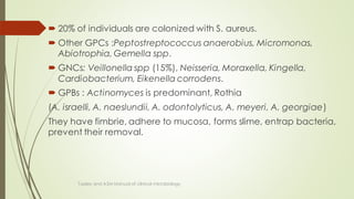  20% of individuals are colonized with S. aureus.
 Other GPCs :Peptostreptococcus anaerobius, Micromonas,
Abiotrophia, Gemella spp.
 GNCs: Veillonella spp (15%), Neisseria, Moraxella, Kingella,
Cardiobacterium, Eikenella corrodens.
 GPBs : Actinomyces is predominant, Rothia
(A. israelli, A. naeslundii, A. odontolyticus, A. meyeri, A. georgiae)
They have fimbrie, adhere to mucosa, forms slime, entrap bacteria,
prevent their removal.
Topley and ASM Manual of clinical microbiology
 