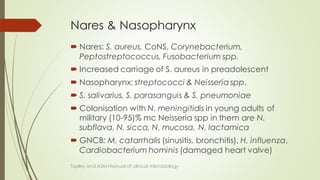 Nares & Nasopharynx
 Nares: S. aureus, CoNS, Corynebacterium,
Peptostreptococcus, Fusobacterium spp.
 Increased carriage of S. aureus in preadolescent
 Nasopharynx: streptococci & Neisseria spp.
 S. salivarius, S. parasanguis & S. pneumoniae
 Colonisation with N. meningitidis in young adults of
military (10-95)% mc Neisseria spp in them are N.
subflava, N. sicca, N. mucosa, N. lactamica
 GNCB: M. catarrhalis (sinusitis, bronchitis), H. influenza,
Cardiobacterium hominis (damaged heart valve)
Topley and ASM Manual of clinical microbiology
 