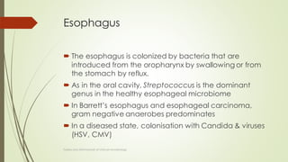 Esophagus
 The esophagus is colonized by bacteria that are
introduced from the oropharynx by swallowing or from
the stomach by reflux.
 As in the oral cavity, Streptococcus is the dominant
genus in the healthy esophageal microbiome
 In Barrett’s esophagus and esophageal carcinoma,
gram negative anaerobes predominates
 In a diseased state, colonisation with Candida & viruses
(HSV, CMV)
Topley and ASM Manual of clinical microbiology
 