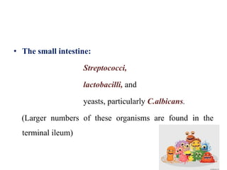 • The small intestine:
Streptococci,
lactobacilli, and
yeasts, particularly C.albicans.
(Larger numbers of these organisms are found in the
terminal ileum)
 