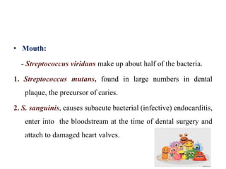 • Mouth:
- Streptococcus viridans make up about half of the bacteria.
1. Streptococcus mutans, found in large numbers in dental
plaque, the precursor of caries.
2. S. sanguinis, causes subacute bacterial (infective) endocarditis,
enter into the bloodstream at the time of dental surgery and
attach to damaged heart valves.
 