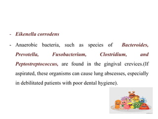 - Eikenella corrodens
- Anaerobic bacteria, such as species of Bacteroides,
Prevotella, Fusobacterium, Clostridium, and
Peptostreptococcus, are found in the gingival crevices.(If
aspirated, these organisms can cause lung abscesses, especially
in debilitated patients with poor dental hygiene).
 