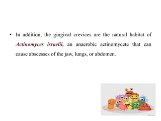 • In addition, the gingival crevices are the natural habitat of
Actinomyces israelii, an anaerobic actinomycete that can
cause abscesses of the jaw, lungs, or abdomen.
 