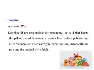 • Vaginal:
-Lactobacillus
Lactobacilli are responsible for producing the acid that keeps
the pH of the adult woman’s vagina low. Before puberty and
after menopause, when estrogen levels are low, lactobacilli are
rare and the vaginal pH is high.
 