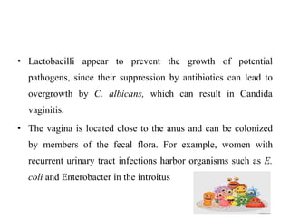 • Lactobacilli appear to prevent the growth of potential
pathogens, since their suppression by antibiotics can lead to
overgrowth by C. albicans, which can result in Candida
vaginitis.
• The vagina is located close to the anus and can be colonized
by members of the fecal flora. For example, women with
recurrent urinary tract infections harbor organisms such as E.
coli and Enterobacter in the introitus
 