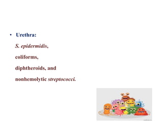 • Urethra:
S. epidermidis,
coliforms,
diphtheroids, and
nonhemolytic streptococci.
 